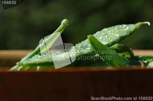 Image of Wet sweet peas