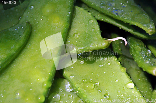 Image of Wet sweet peas