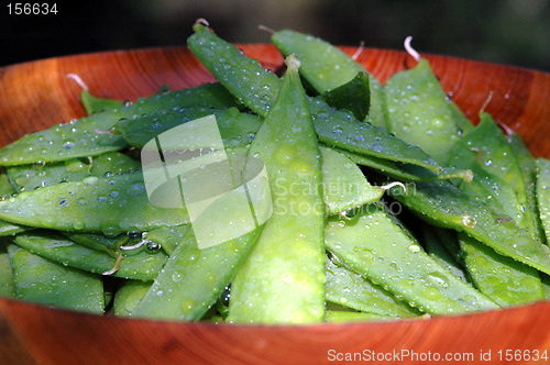 Image of Wet sweet peas