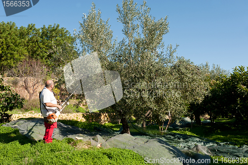 Image of Olive harvest