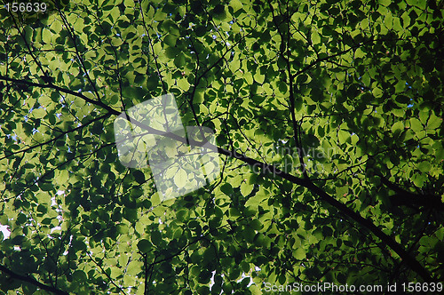 Image of Leaves