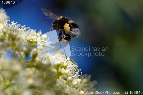 Image of Bumblebee