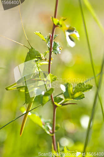 Image of grasshopper