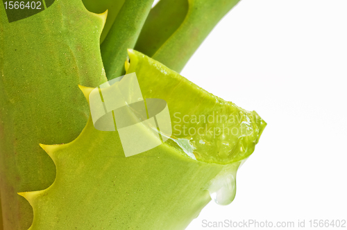 Image of Aloe vera