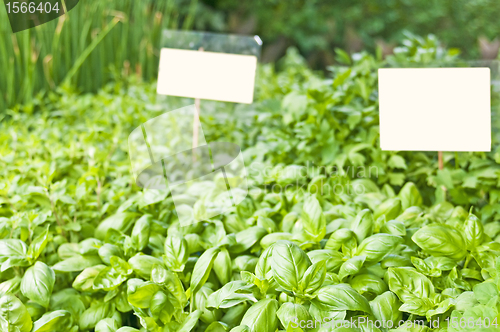 Image of basil and herbs
