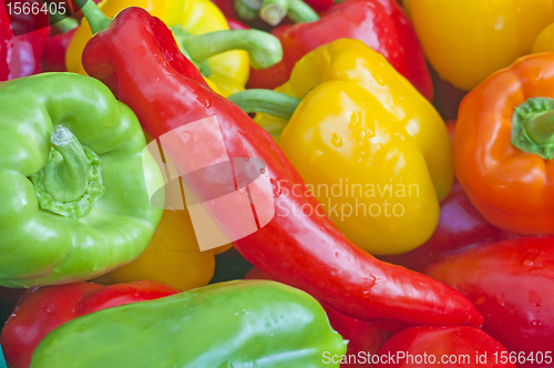 Image of pepper
