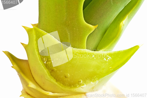 Image of Aloe vera