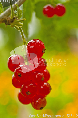 Image of raspberry