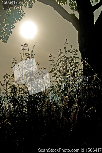 Image of tree in backlight