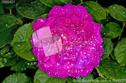 Image of rose