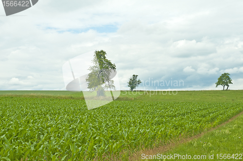 Image of corn unripe sky