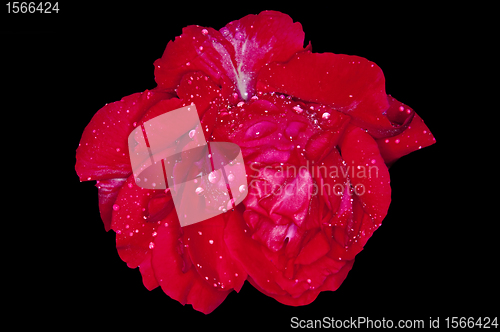 Image of rose