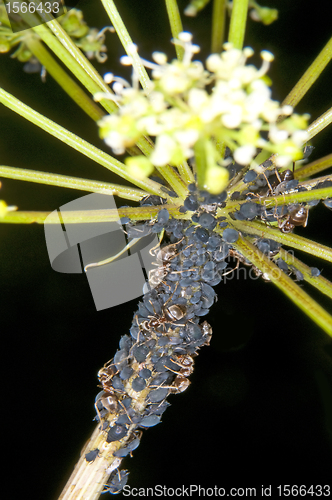 Image of aphid and ant