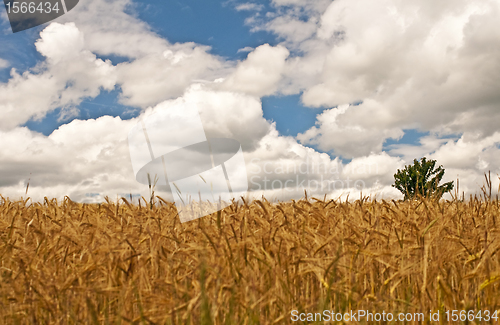 Image of barley