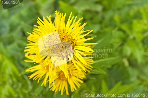 Image of elecampane