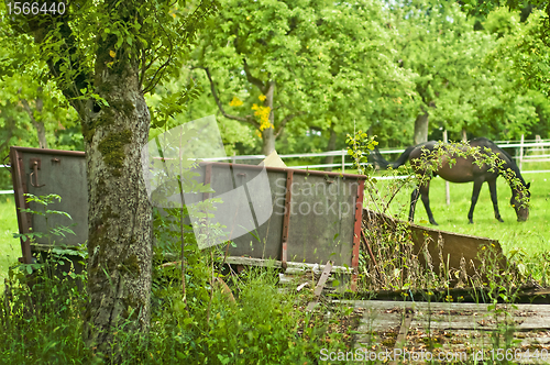 Image of horse in green