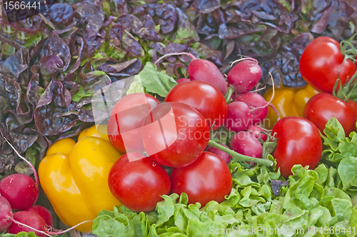 Image of vegetables fresh mixed