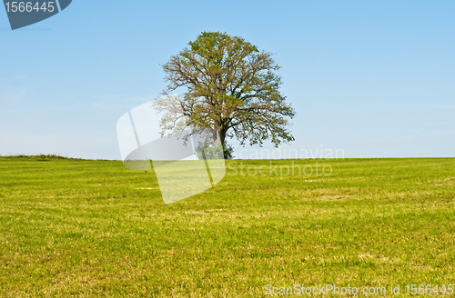 Image of oak in summer