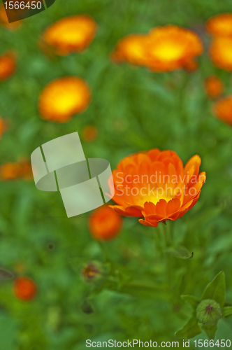 Image of marigold fower