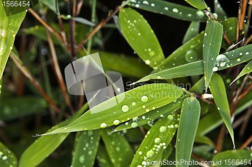 Image of bamboo
