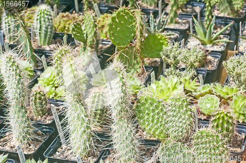 Image of cactus