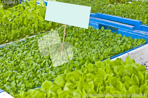 Image of seedlings of salad