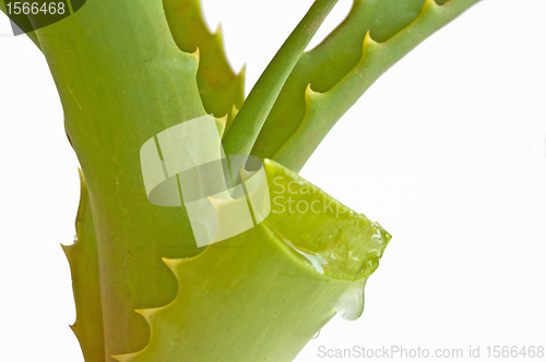 Image of Aloe vera