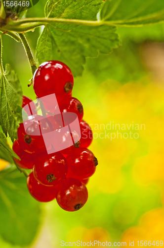 Image of raspberry