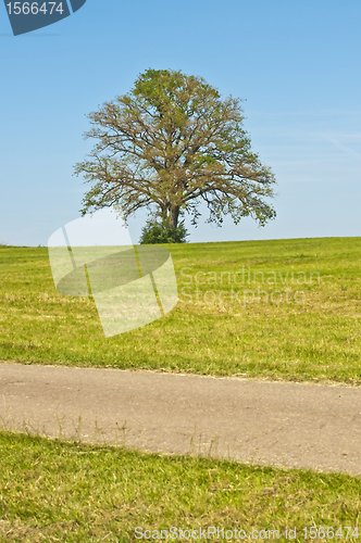 Image of oak in summer