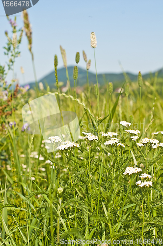 Image of meadow with common yarrow