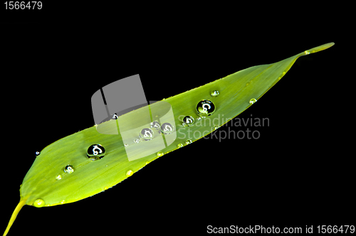 Image of bamboo