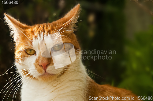 Image of cat red