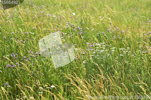 Image of meadow