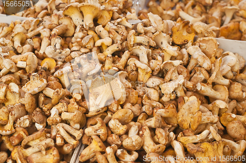 Image of chanterelle