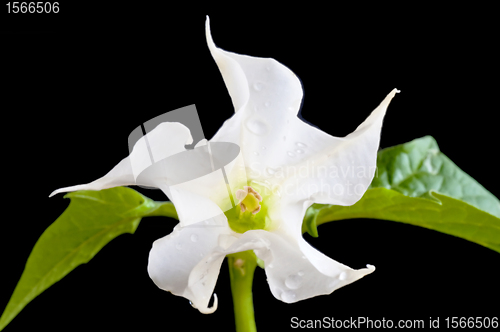 Image of jimsonweed