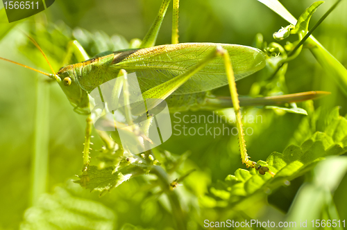 Image of grasshopper