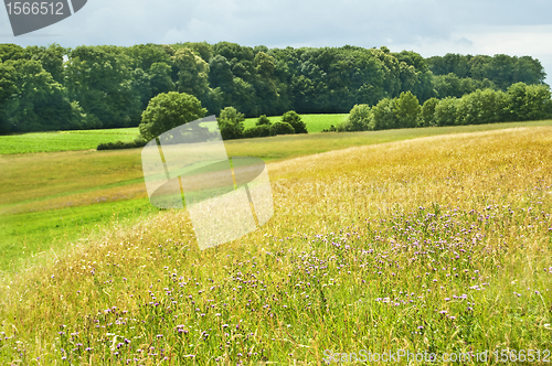 Image of grass 