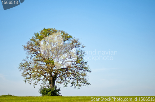 Image of oak in summer