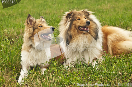 Image of collie dogs