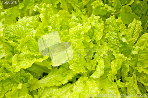 Image of salad green