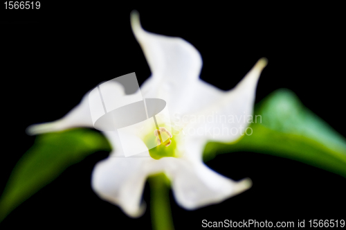 Image of jimsonweed