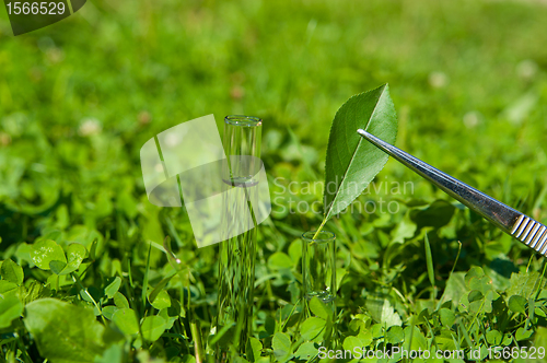 Image of 2 test tubes with water and leaf