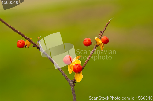 Image of Physalis Fruit