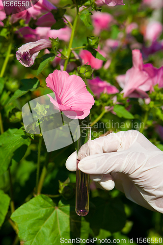Image of test tube with pink liquid and flower