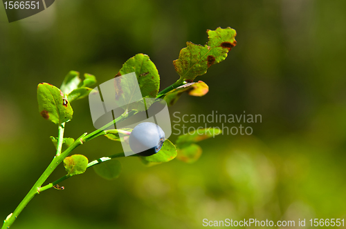 Image of bilberry