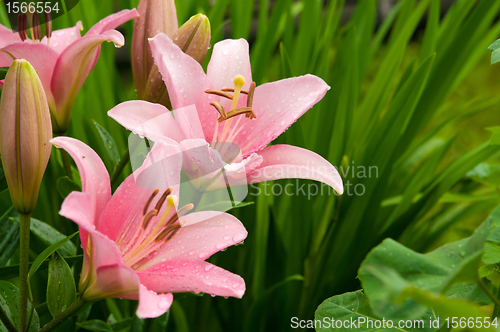 Image of pink lily