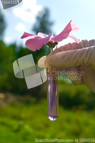 Image of test tube with pink liquid and flower