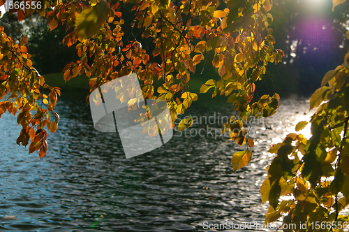 Image of Autumn leaves