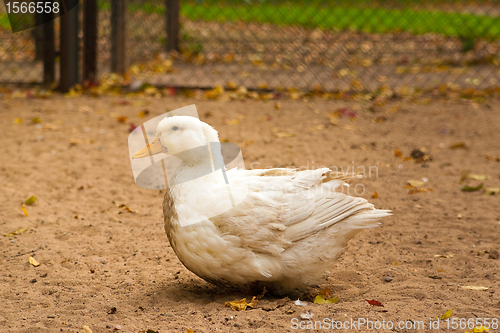 Image of white goose on a ground