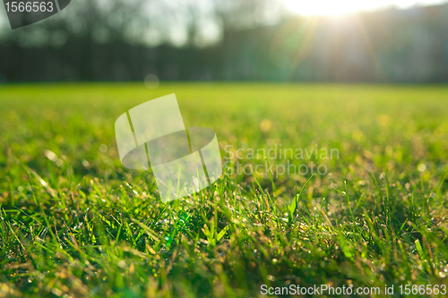 Image of green grass